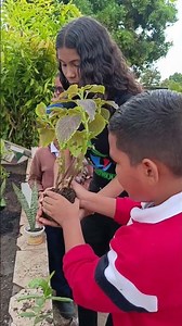 reparación de Ornato #siembra #eco #plantas #niños #bosque