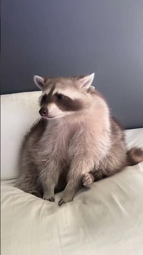 The Truth About Raccoon "Masks"