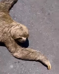 Woman helps sloth struggling on the road🥺 | MetDaan Animals
