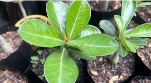 89K views · 2.6K reactions | Como preparar um bom substrato do crescimento que faz mudinhas e rosa do deserto grande crescer mais rápido | Rosa do deserto claudison silva | Facebook