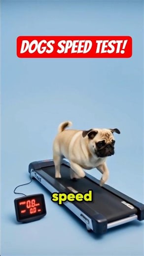 Which Dog Is the Fastest? Speed Test Results Will Shock You!