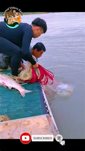 Can a Cast Net Hold This Giant Fish Massive Catch Surprise! 🎣🐟 #Shorts