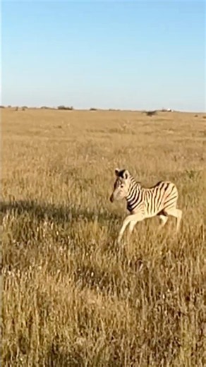 Young zebra 🦓 running in slow motion #animals #nature #shorts