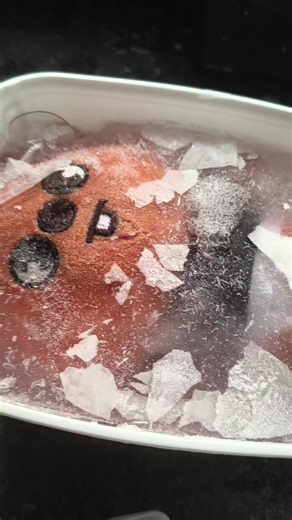 Descongelando o Quokka com Han dos Stray Kids