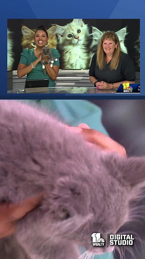 *CUTENESS OVERLOAD* Jenyne was joined by Katie Flory of the Maryland SPCA with a cute kitten named "Spunky" who is looking for a new home! They also talked about the SPCA's upcoming "Amped Up" fundraiser concert at Ottobar on June 28. #KITTENS #CUTEKITTENS #MDSPCA | WBAL-TV 11 Baltimore