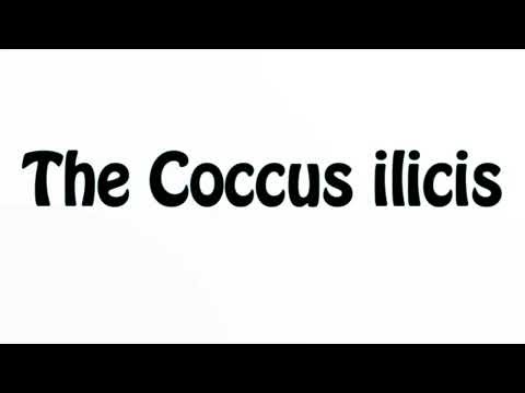 Learn How To Pronounce The Coccus ilicis