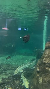 11M views · 9.9K reactions | Gliding gracefully through the 430,000L aquarium, the paddlefish (Polyodon spathula) is a true prehistoric wonder! With its unique snout and effortless movements, this fascinating fish is a rare sight in such a stunning setting.  Have you ever seen one up close?  Hotel Meilenstein, Switzerland #paddlefish #stör #sturgeon #monsterfish #monsterfishkeeper #giantfish #giantfishtank #aquarium | Rodneysfishtank | Facebook