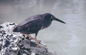 Lava heron - Alchetron, The Free Social Encyclopedia