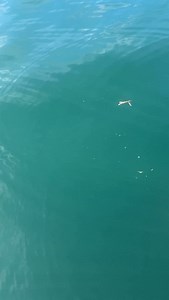 A baby Yellowtail Kingfish, it had a big appetite and big attitude. Hopefully it gets to 40kg, and I reckon it’ll destroy a few anglers! Was cool to see | Matt Watson