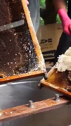 6.8K views · 123 reactions | How to Harvest Honey! | Terry Films | Facebook