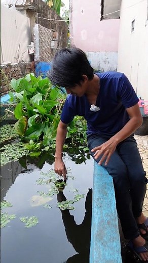 AWAS! IKAN BANYAK MABUK DIKOLAM SAAT HUJAN PERTAMA TURUN