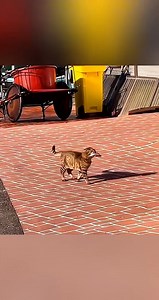 When the dog’s chasing its tail and the cat’s watching with judgment! 🐕🎯😼🐱 #GoofyPets #FunnyCats #SillyDogs #AnimalComedy #PetLaughs | San Rafael NHS