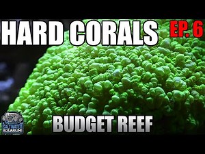 Chemistry Part 2 HARD CORALS Beginner Budget Reef Tank - Alkalinity, Calcium, Magnesium