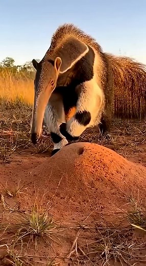 Giant Anteater Feeding on Ants in Action