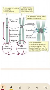 Chromosome, centromere, structure of chromosome