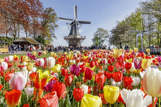 Keukenhof Gardens in Holland – Opening hours, prices and travel directions