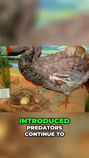 Extinction Threats Habitat Loss, Invasive Species & Climate Change