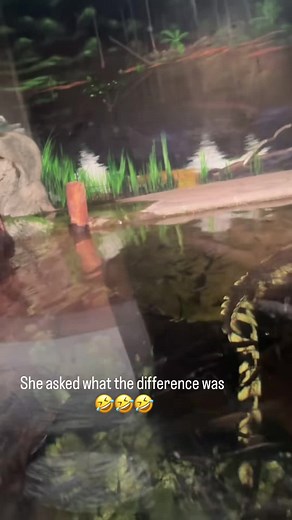 Crocodile vs Alligator: Key Differences Explained