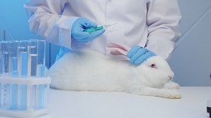 Veterinarian Laboratory Giving Injection Helpless Rabbit Stock Footage Video (100% Royalty-free) 1076353625 | Shutterstock