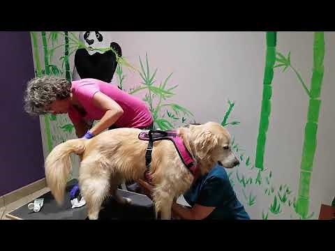 Microbiome Restorative Therapy (aka. Fecal Transplant)