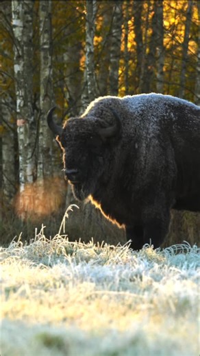 FrancisHalle.ForetPrimaire on Instagram: "–2 °C – Białowieża, Pologne – 5h30 du matin. Au début de l’automne, les bisons d’Europe sortent de la forêt où la nourriture se fait plus rare : on les voit alors plus souvent en prairie. Un bison adulte mange entre 30 et 40 kg de végétaux par 24 h. La forêt de Białowieża constitue un lieu unique en Europe, cher à notre association : elle est l’une des dernières grandes forêts anciennes préservées, un écosystème forestier complet avec une faune et une fl