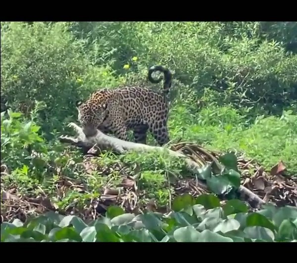 Brilliant Jaguar’s Power and Grace in Action