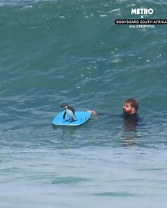 That's one gnarly penguin | Metro