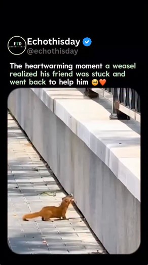 EchoThisDay on Instagram: "The footage documents a dramatic animal rescue where a weasel leans off a high wall to pull its stranded companion to safety using its mouth, showcasing a surprising display of intelligence and loyalty., an account specializing in viral internet moments, the clip amassed 6.8 million views and 371,493 likes in two months, resonating deeply with viewers who admire nature's bond. User reactions largely praise the altruism with comments like "Good friends," though others h