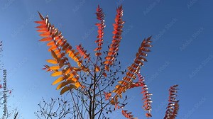 Autumn red orange leaves sumac rhus typhina on blue sky.
