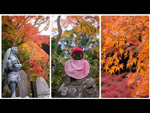 2023.11.26高尾山~全世界最多登山客的山~楓葉真是太美啦~