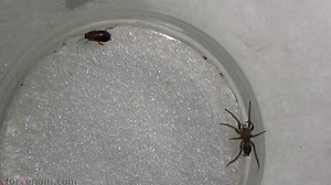 Gnaphosidae ground spider