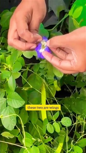 Class 11 Botany: Vexillary Aestivation in 30 sec | Blue Pea (Clitoria) 🌸
