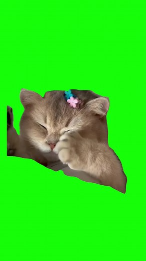 Sleepy Cat Meme Green Screen Compilation