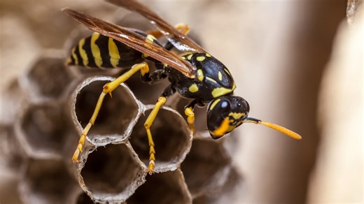 Four radioactive wasp nests found on South Carolina nuclear facility