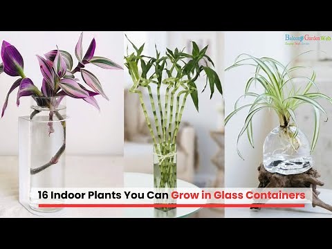16 Indoor Plants You Can Grow in Glass Containers