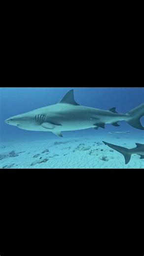 Bull shark diving is not for everyone. It’s for those who choose experience, safety, and total control underwater. Professional guides, clear protocols, and a calm, powerful adventure. 📍 The Reef Marina 🤿 Book your experience. #laplongée #scubadiving #mexico #adventure #bullsharks | Reef Marina