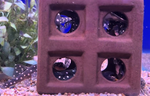 How many dwarf Snowballs fit in a cube? Dwarf Snowball L471 👌 #grosvenortropicals #freshwateraquarium #pleco #tropicalfish #aquaticplants