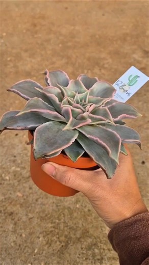 Update on the Echeveria madiba after I bought and repotted it 3 months ago.