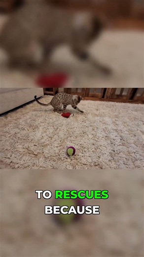 The F1 Savannah Cat Reality Nobody Talks About🐈 #rescue #shorts
