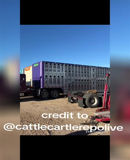 Exploring Cattle Farming with Highland Cattle Insights