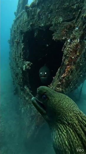 A Camera Was Attached To An Eel!! #wildlife #pov