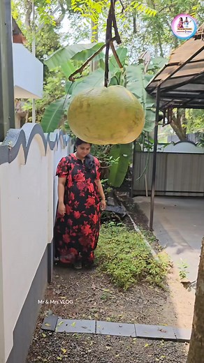 8.9M views · 10K reactions | A Very Special Fruit ( End Twist ) Mr & Mrs VLOG #mrandmrsvlog #mr&mrsvlog #pregancycare #tomandjerryseries #tomandjerry #tomandjerryshorts | Mr & Mrs VLOG | Facebook