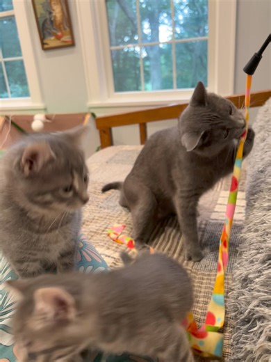 Fostering is also socializing, helping they hone their play skills so they pounce on toys rather than people. Most toys are fine for them to have in the room unsupervised, but this one I don’t usually introduce until they have the eye/paw coordination (7 weeks) and never leave it in a room. Always wrap up and put away. What’s so cute is mom loved playing. #fosterkitty #kittenfoster #ThisIsFostering #fosterkitten #fostercatsrock #fosterkitties #fostercatsofinstagram #fosteringsaveslives #fosterki