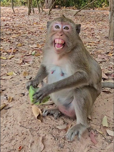 monkeyshowtv នៅលើ TikTok