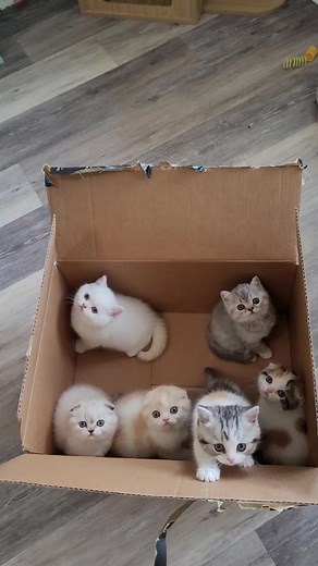 Wunderfolds on TikTok