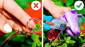 794K views · 744 reactions | Growing plant hacks and easy garden organization ideas: | 5-Minute MAGIC | Facebook