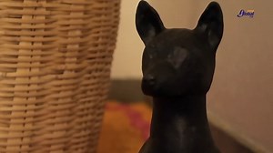 6.9K views · 254 reactions | Xoloitzcuintle, ¿compañero de vida y muerte? El xoloitzcuintle es un ser “histórico vivo que te puede contar muchísimo de lo que fue México”: Raúl Valadez Azúa, investigador del Instituto de Investigaciones Antropológicas. https://www.gaceta.unam.mx/xoloitzcuintle-companero-de-vida-y-muerte/ | Gaceta UNAM | Facebook