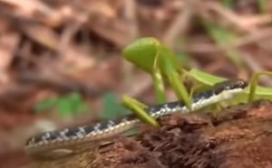 Praying Mantis Snatches The Breath Out Of A Snake | Whiskey Riff