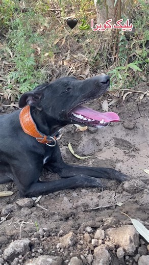 Exploring the Beauty of Black Cobras