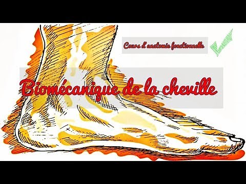 Biomécanique de la cheville - Anatomie fonctionnelle